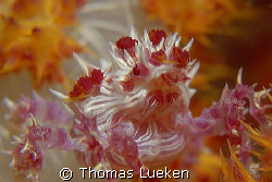 soft coral crab, D200 by Thomas Lueken 